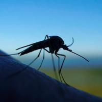 Избавиться от комаров и вредителей